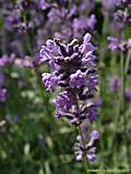 Lavandula angustifolia