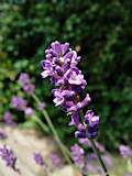 Lavandula angustifolia