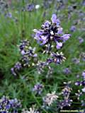 Lavandula angustifolia