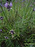 Lavandula angustifolia