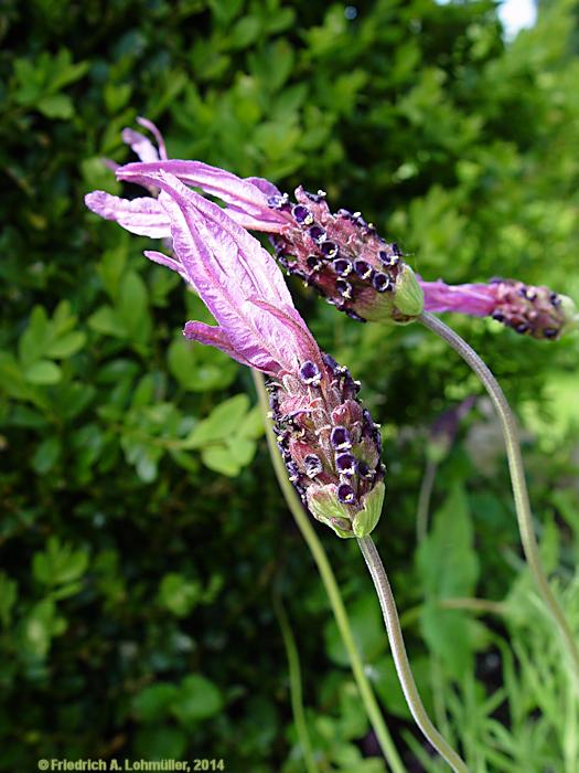 Lavandula stoechas