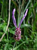 Lavandula stoechas