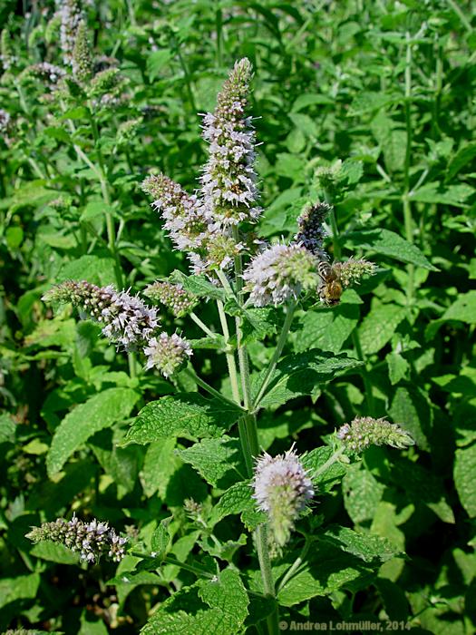 Mentha longifolia