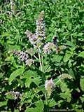 Mentha longifolia