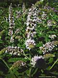 Mentha longifolia