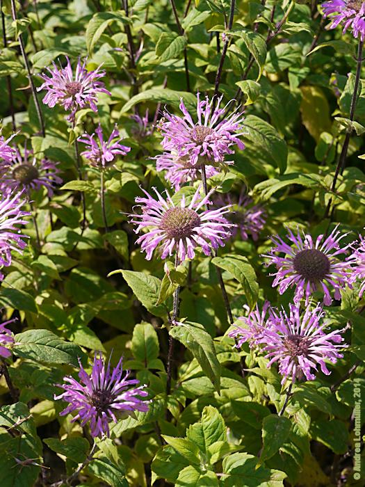 Monarda didyma