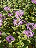 Monarda didyma