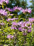 Monarda didyma