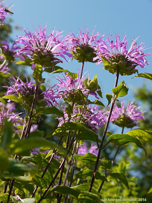Monarda didyma