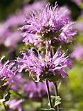 Monarda didyma