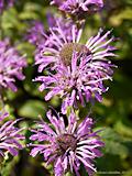 Monarda didyma