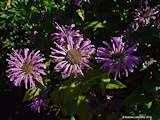 Monarda fistulosa