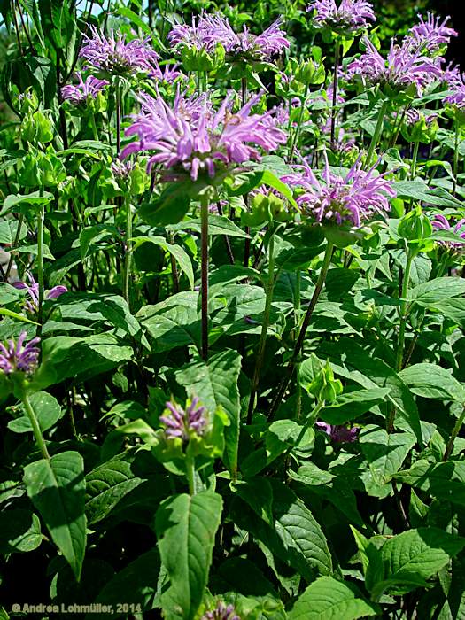 Monarda fistulosa