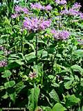 Monarda fistulosa