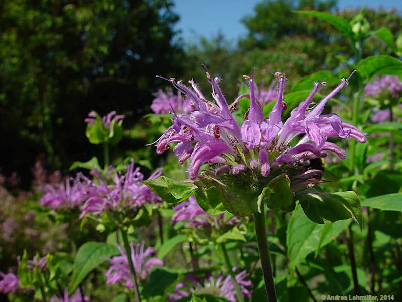Monarda fistulosa
