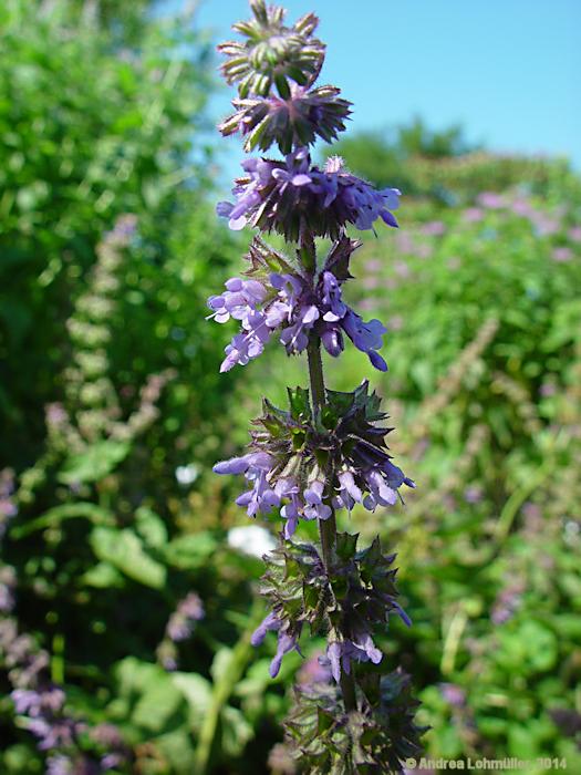 Nepeta cataria