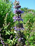 Nepeta cataria