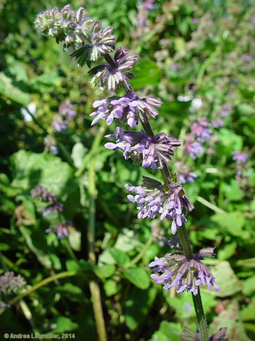 Nepeta cataria
