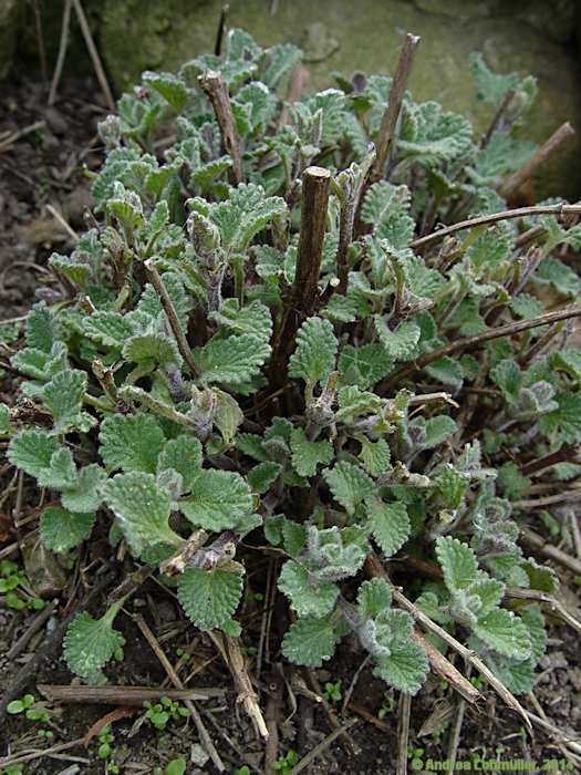 Nepeta x faassenii