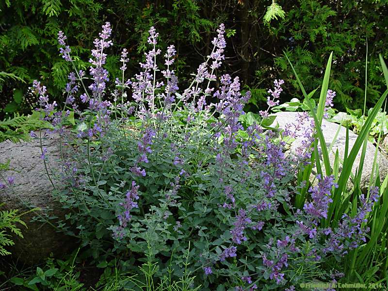 Nepeta x faassenii