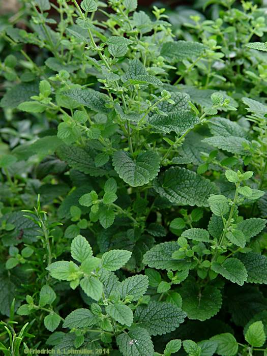 Nepeta x faassenii