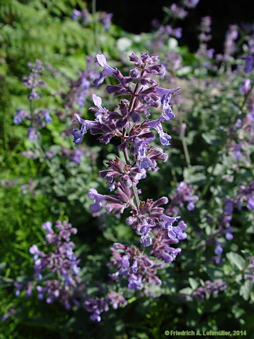 Nepeta x faassenii