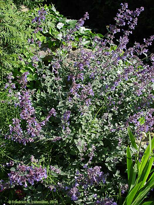 Nepeta x faassenii