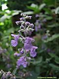 Nepeta racemosa