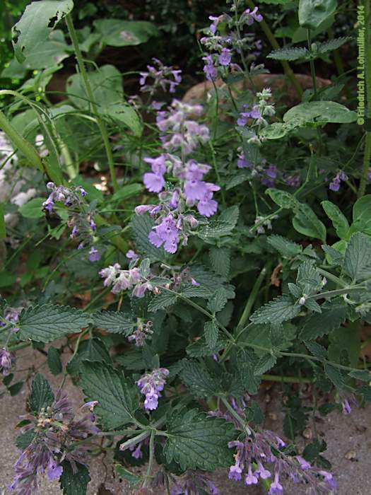 Nepeta racemosa