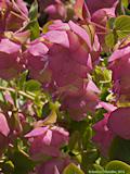 Origanum rotundifolium