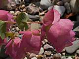 Origanum rotundifolium