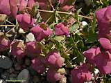 Origanum rotundifolium