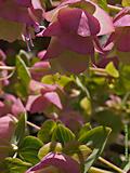 Origanum rotundifolium