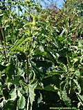 Phlomis tuberosa