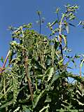 Phlomis tuberosa