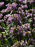 Phlomis tuberosa