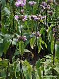 Phlomis tuberosa