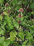 Phlomis tuberosa