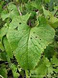 Phlomis tuberosa