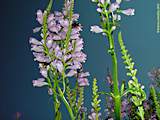 Physostegia virginiana