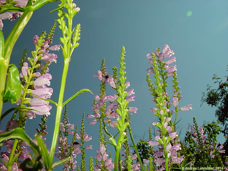 Physostegia virginiana