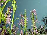 Physostegia virginiana