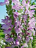 Physostegia virginiana