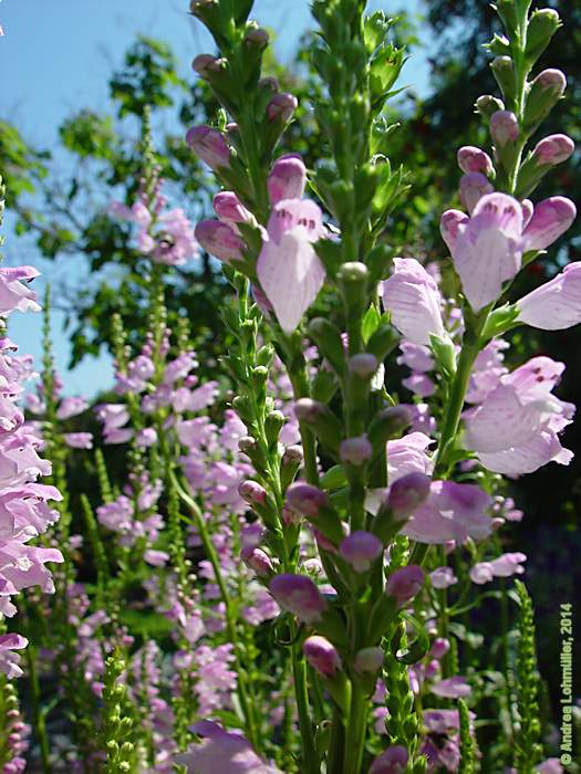Physostegia virginiana