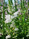 Physostegia virginiana