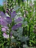 Physostegia virginiana