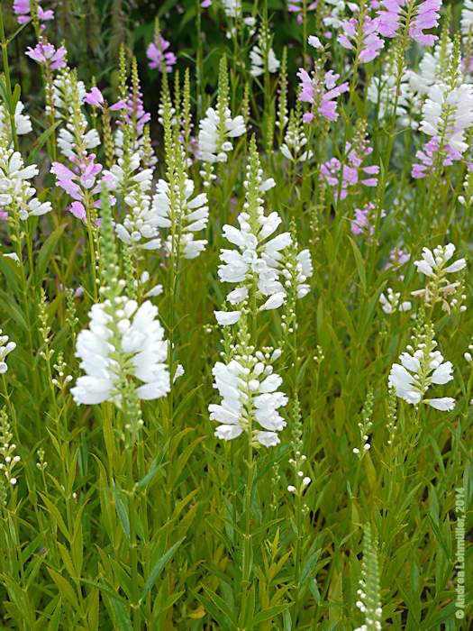 Physostegia virginiana