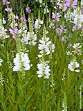 Physostegia virginiana