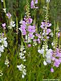 Physostegia virginiana