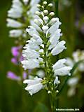 Physostegia virginiana